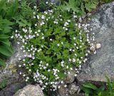 Veronica peduncularis