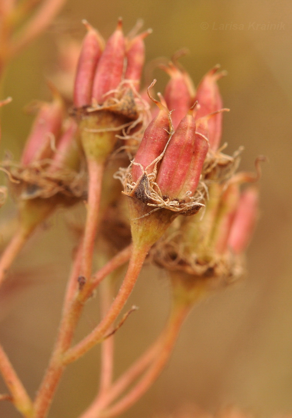 Image of Spiraea salicifolia specimen.