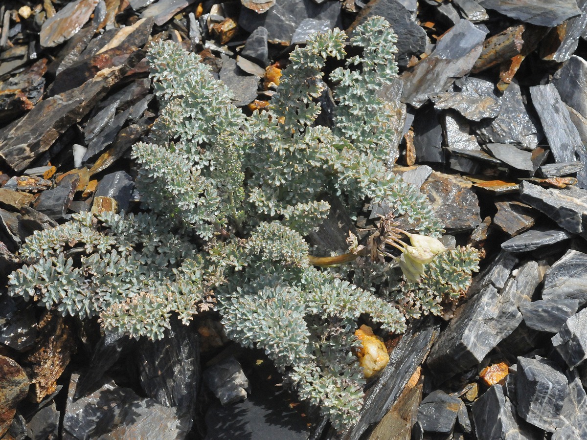 Изображение особи Cysticorydalis fedtschenkoana.