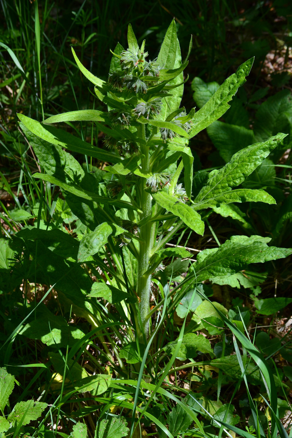 Изображение особи Solenanthus biebersteinii.