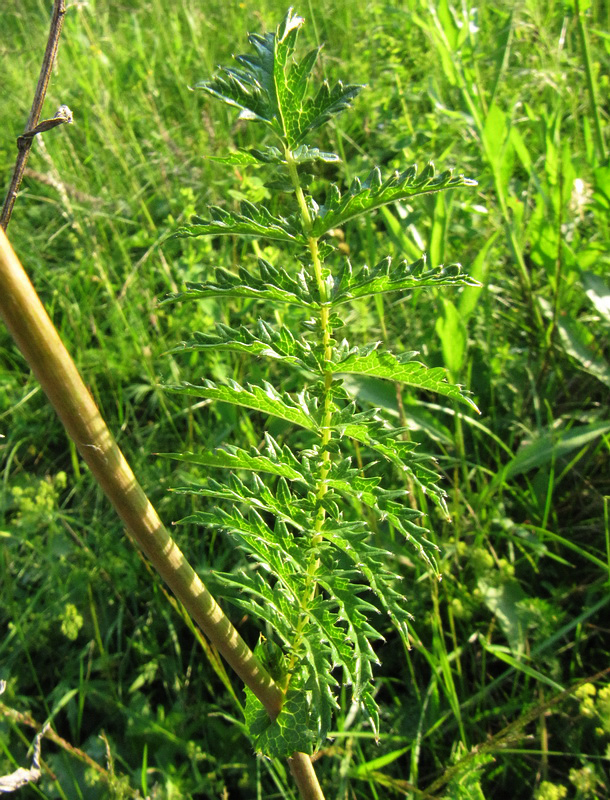 Image of Filipendula vulgaris specimen.