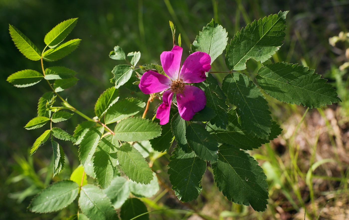 Image of Rosa cinnamomea specimen.