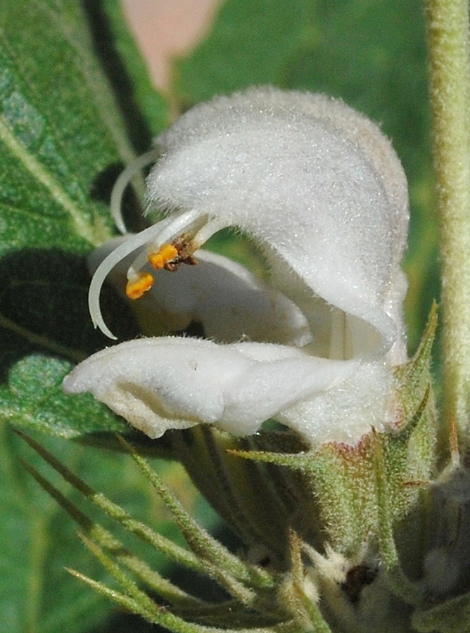 Image of Phlomis sewerzowii specimen.