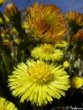 Tussilago farfara