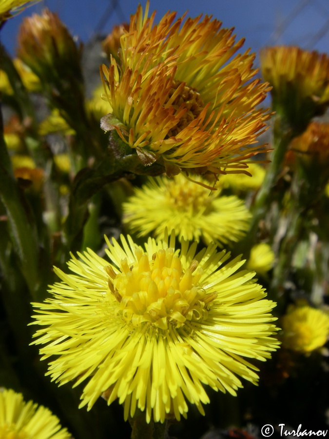 Image of Tussilago farfara specimen.