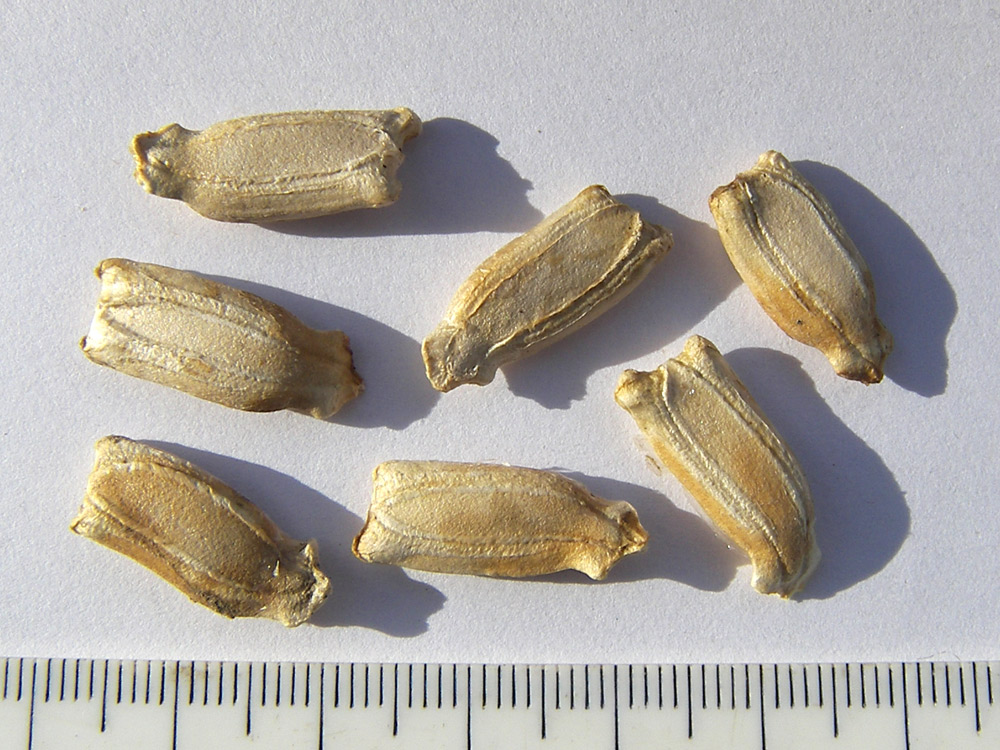 Image of Lagenaria siceraria specimen.