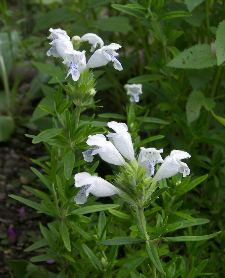 Изображение особи Dracocephalum argunense.