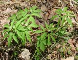 Anemone reflexa. Цветущие растения. Иркутская обл., Шелеховский р-н, окр. с. Шаманка, смешанный лес. 10.05.2016.