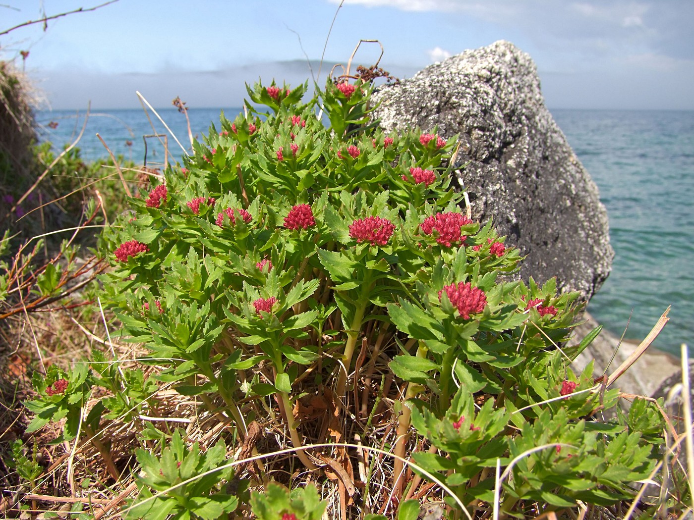 Image of Rhodiola integrifolia specimen.