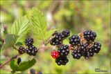 Rubus tauricus. Побег с плодами. Крым, окр. г. Феодосия, гора Тепе-Оба. 15 августа 2007 г.