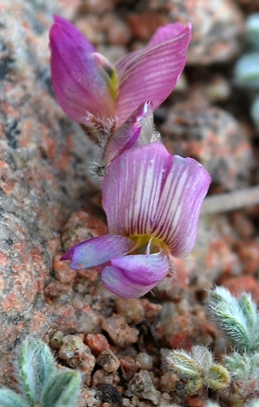 Image of Oxytropis jucunda specimen.