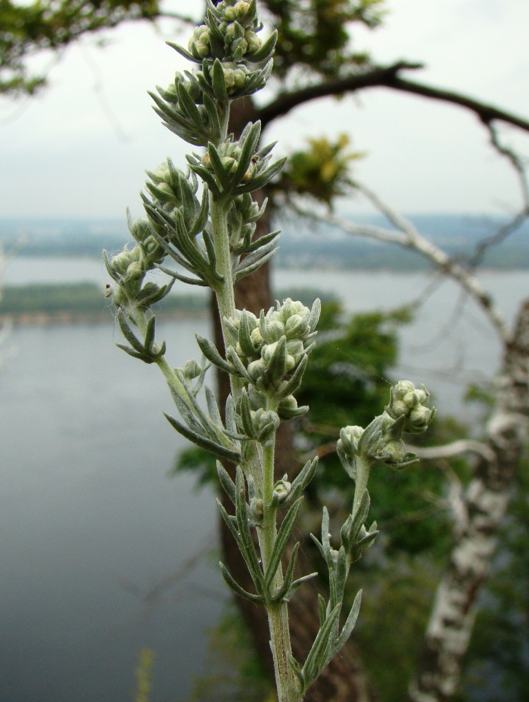 Image of Artemisia sericea specimen.