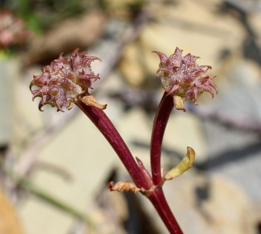 Image of Valerianella echinata specimen.
