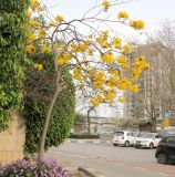 Handroanthus chrysanthus