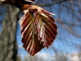 Fagus sylvatica