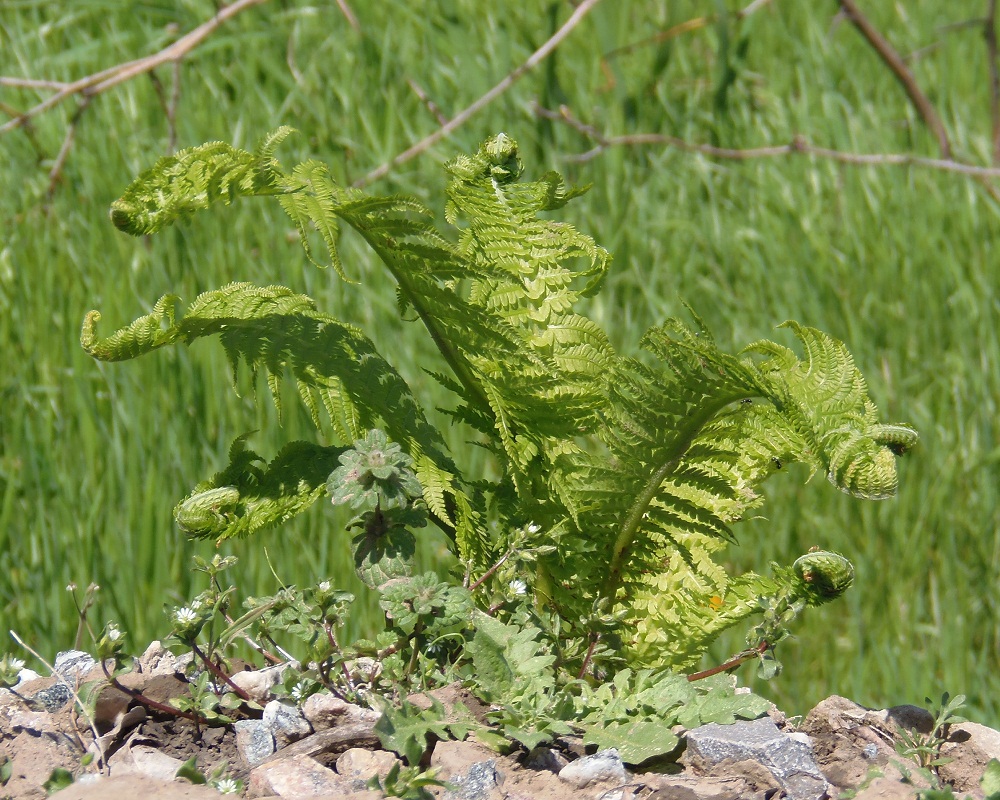 Image of Matteuccia struthiopteris specimen.