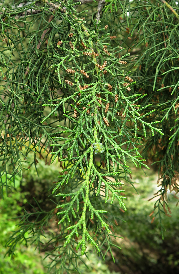 Изображение особи Cupressus torulosa.