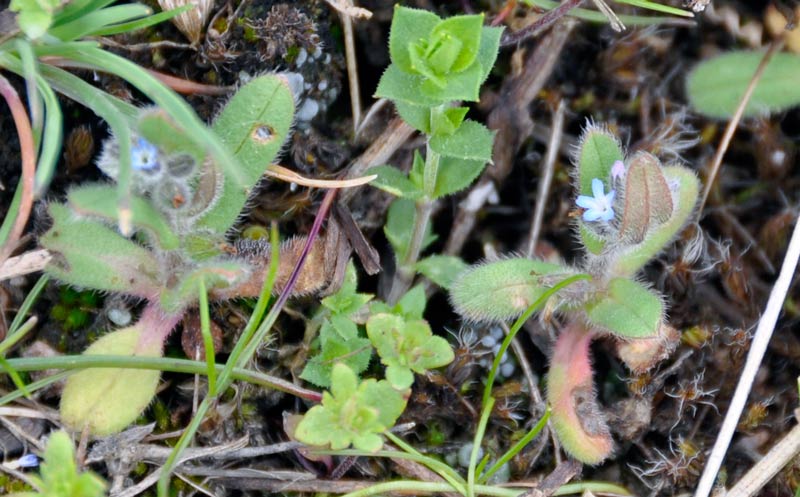 Image of Myosotis micrantha specimen.