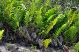 Drynaria quercifolia. Спороносящие растения. Малайзия, о-в Пенанг, национальный парк Пенанг, песчаный пляж. 06.05.2017.