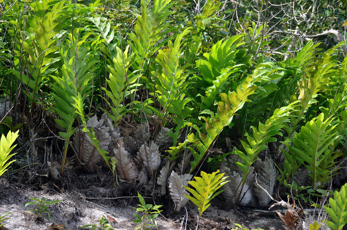 Изображение особи Drynaria quercifolia.