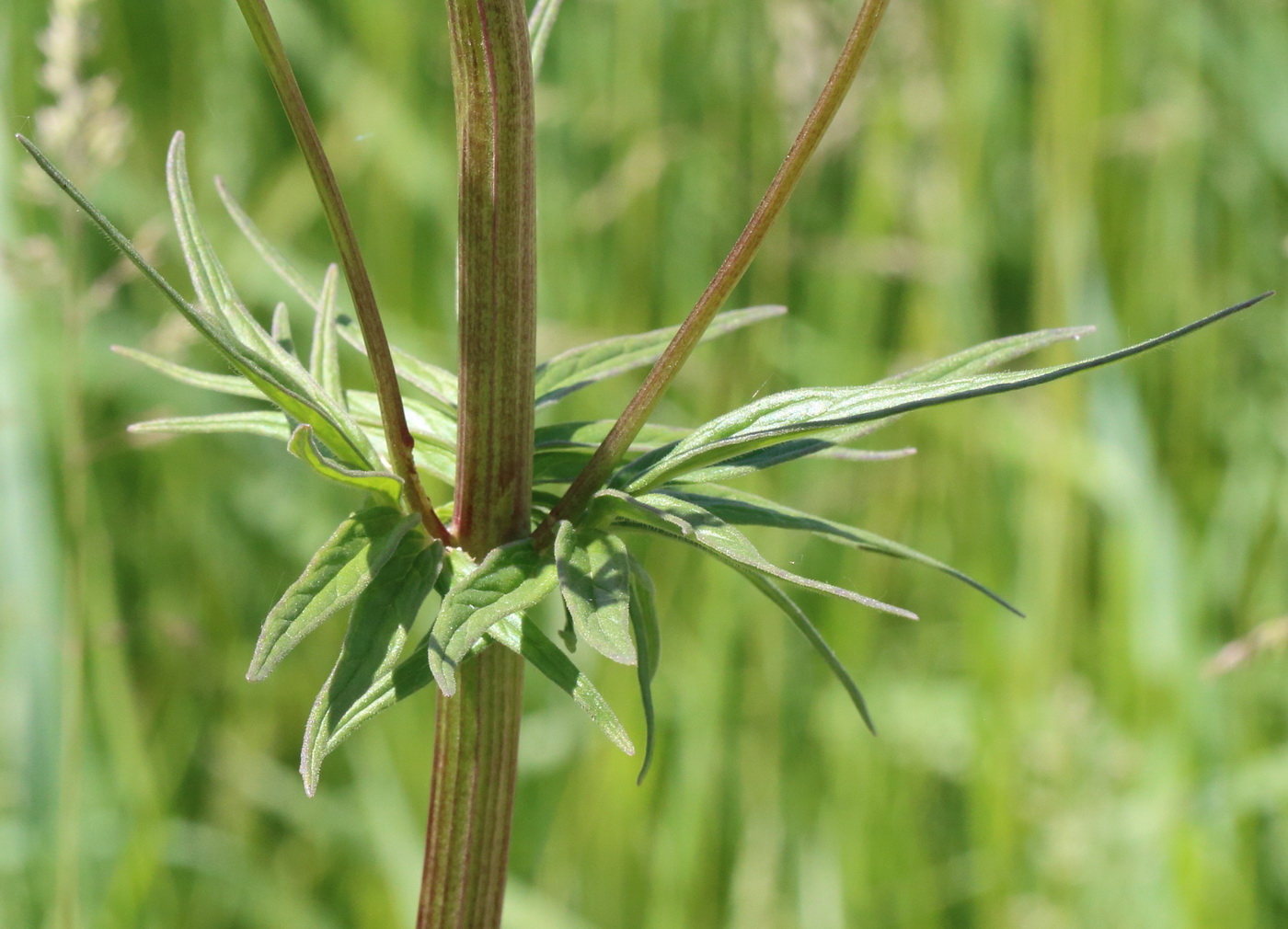 Image of genus Valeriana specimen.