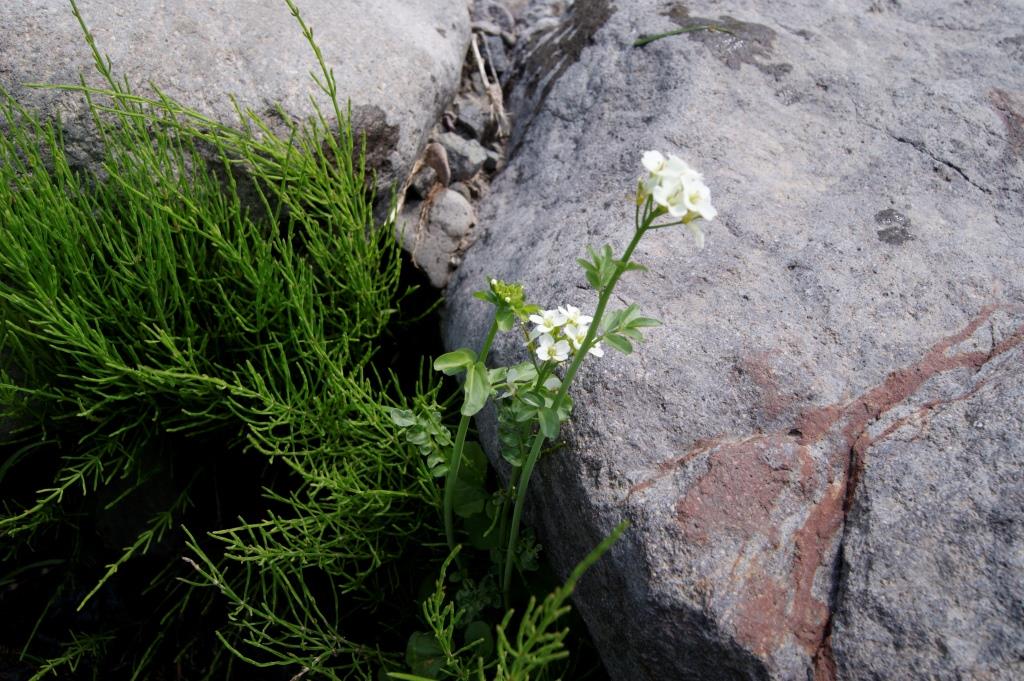 Image of Cardamine uliginosa specimen.