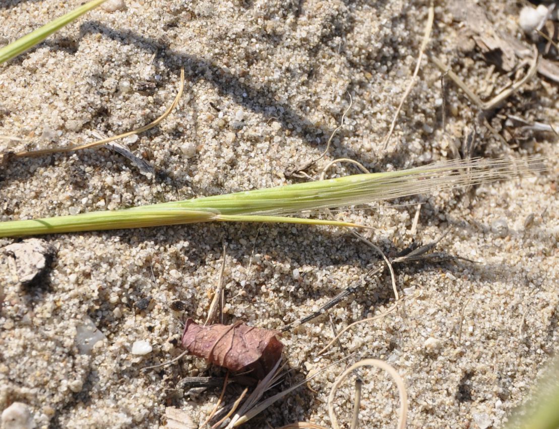 Image of Vulpia fasciculata specimen.