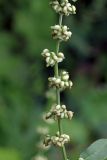 Rumex conglomeratus. Часть соплодия. Узбекистан, г. Ташкент, Ботанический сад им. Ф.Н. Русанова. 17.06.2017.