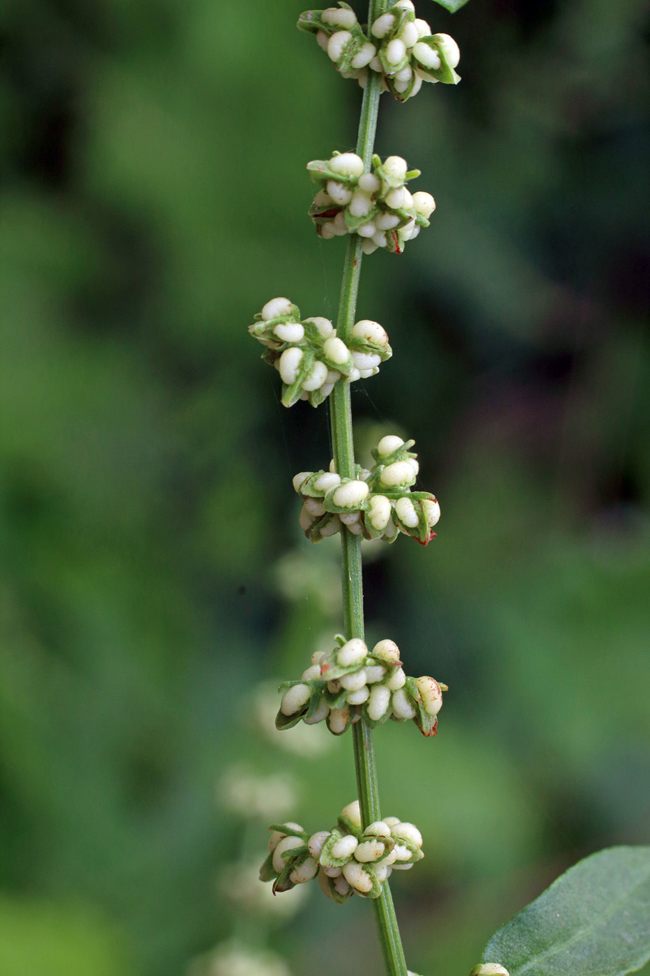 Image of Rumex conglomeratus specimen.