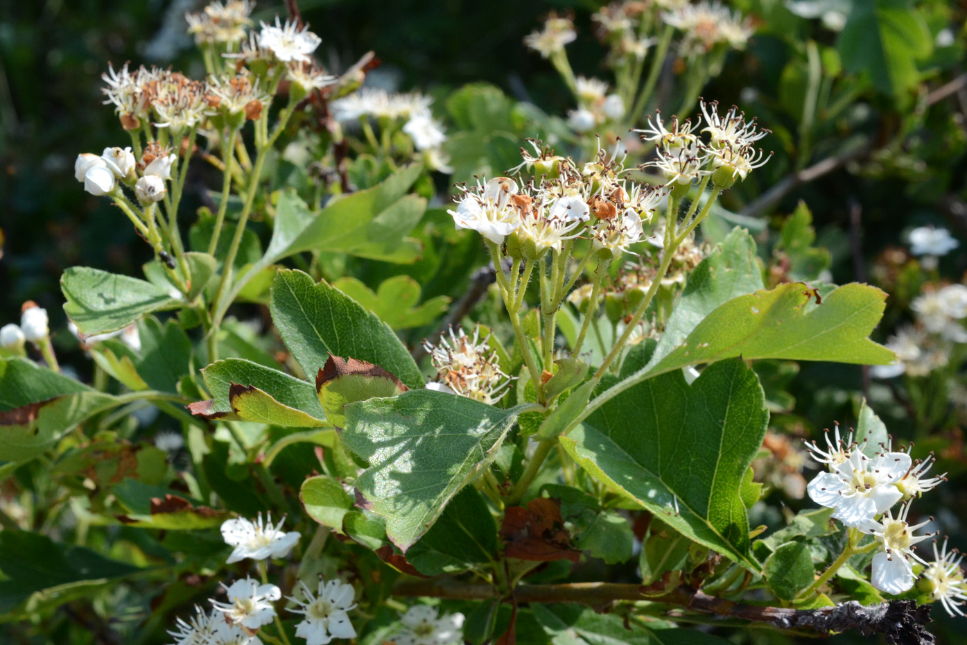 Image of Crataegus taurica specimen.