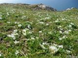 Ornithogalum fimbriatum