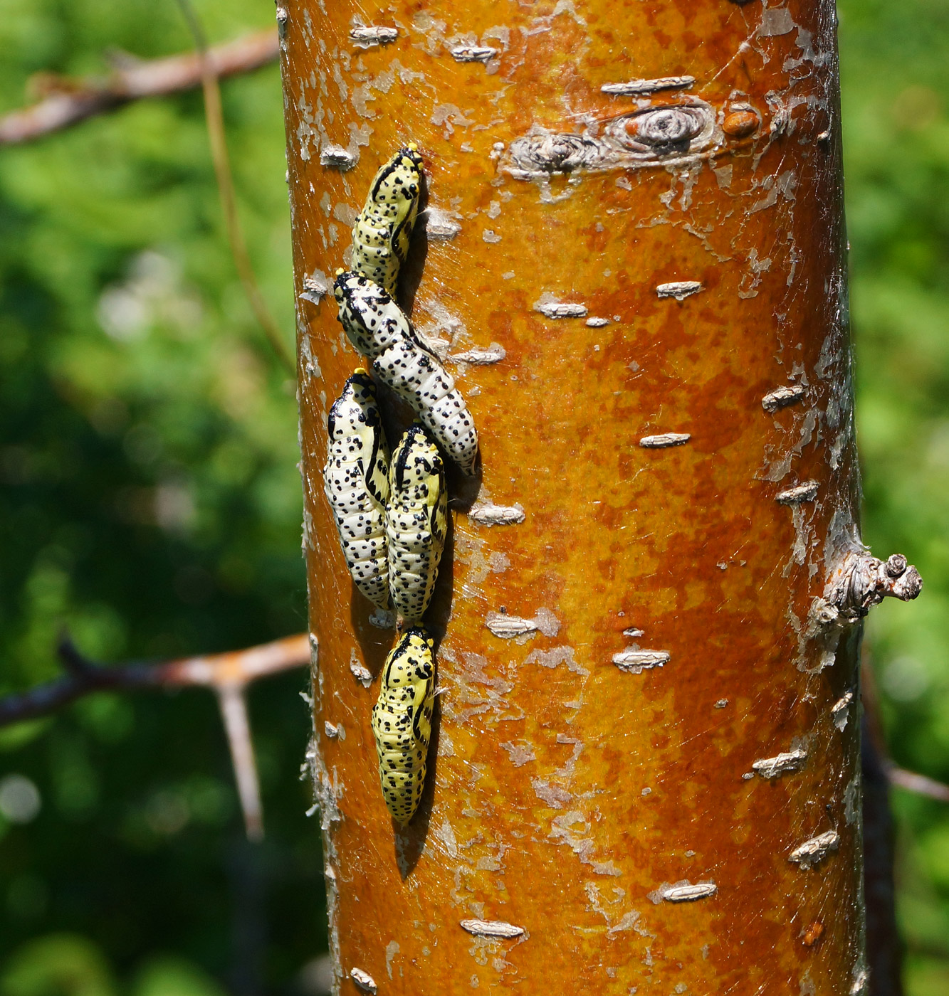 Image of Crataegus chlorocarpa specimen.