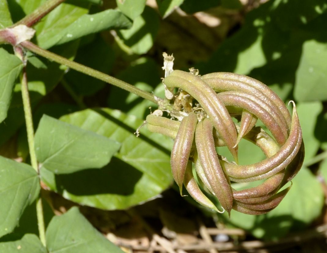 Изображение особи Astragalus glycyphyllos.