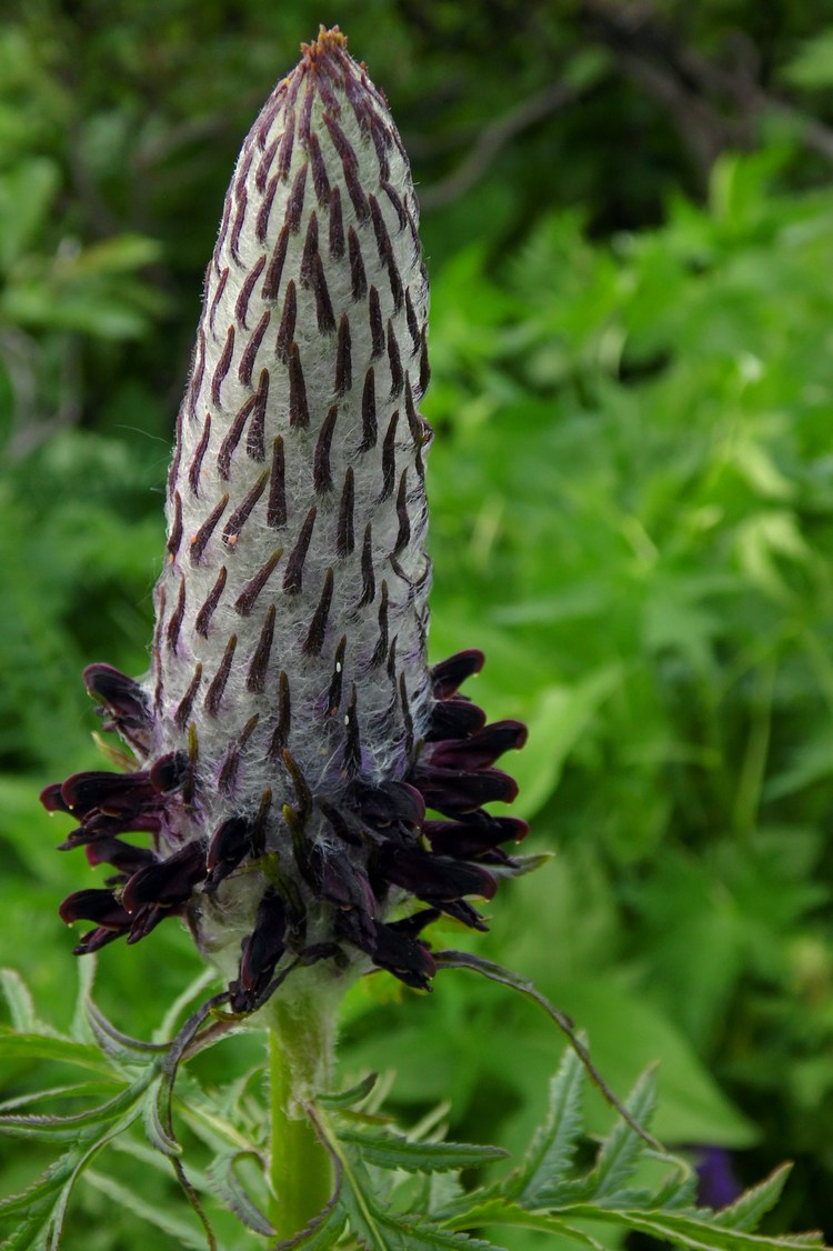 Image of Pedicularis atropurpurea specimen.