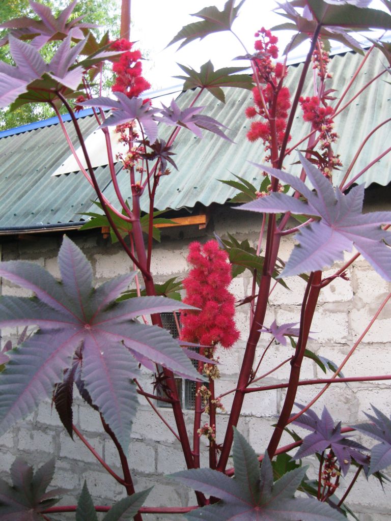 Image of Ricinus communis specimen.