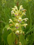 Galeopsis speciosa. Верхушка цветущего растения. Камчатский край, Елизовский p-н, пойма р. Тихой, лугоподобная группировка. 06.08.2017.