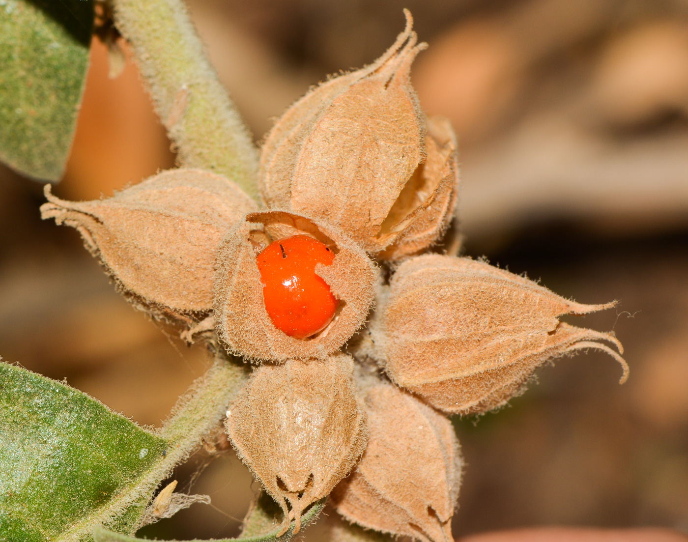 Image of Withania somnifera specimen.