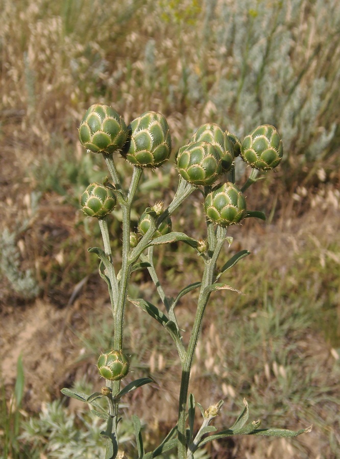 Изображение особи Centaurea salonitana.