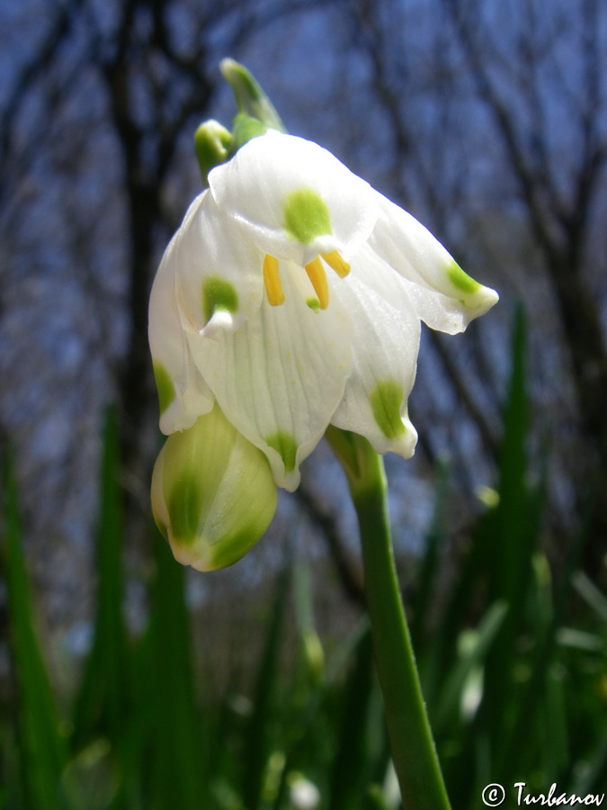 Изображение особи Leucojum aestivum.