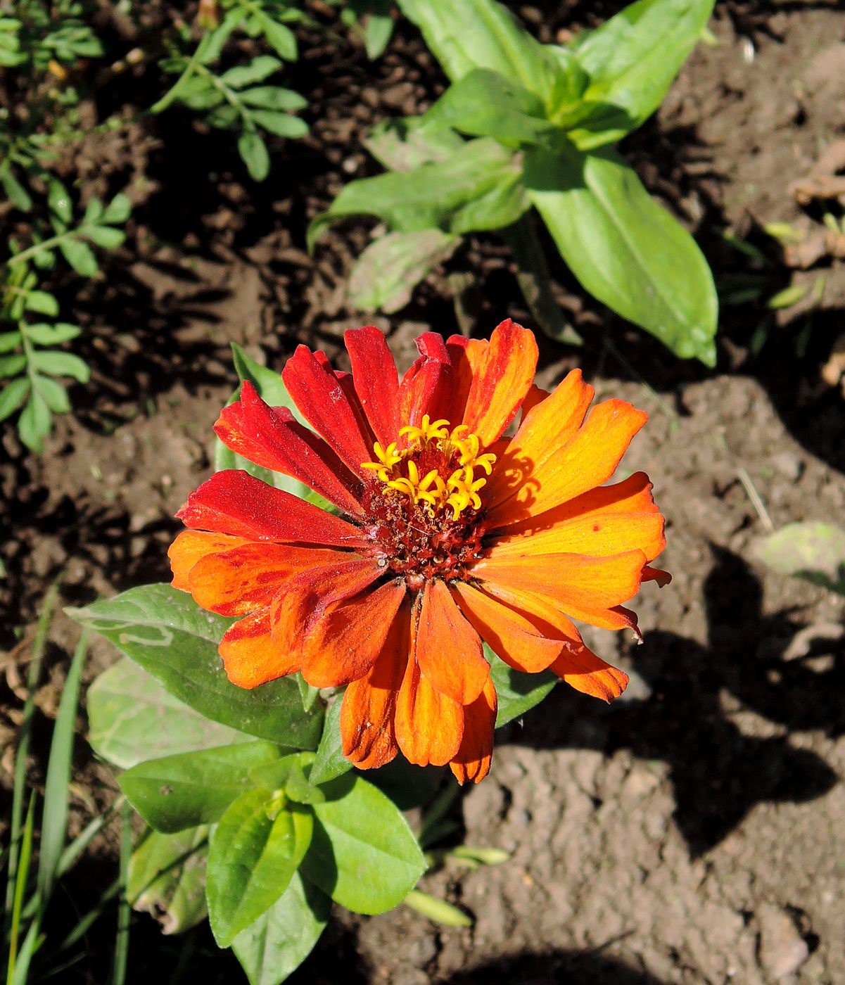 Изображение особи Zinnia elegans.