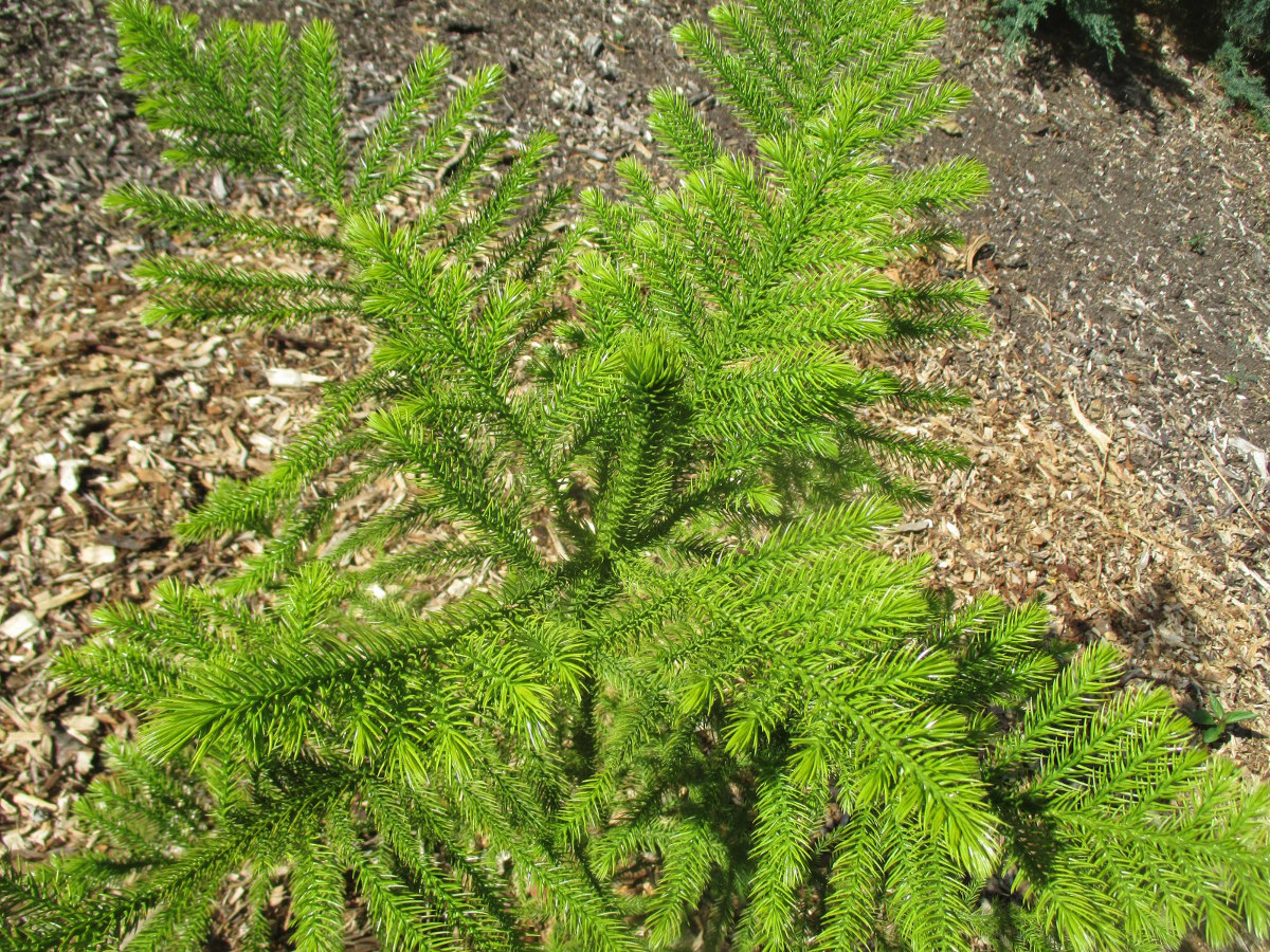 Изображение особи Araucaria bernieri.