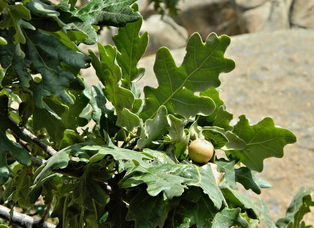 Image of Quercus pyrenaica specimen.