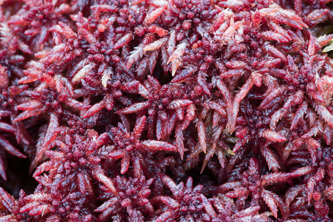 Image of Sphagnum divinum specimen.