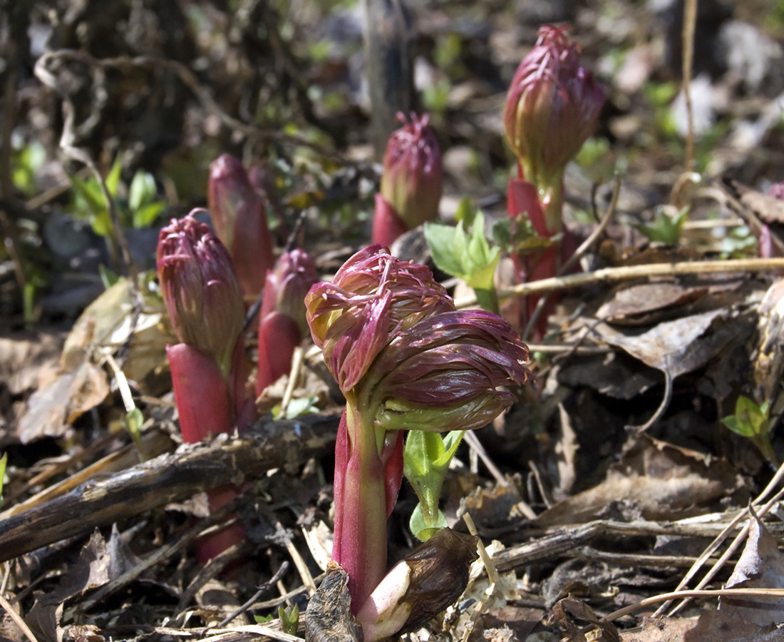 Image of Paeonia anomala specimen.