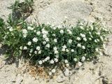 Stellaria ruscifolia