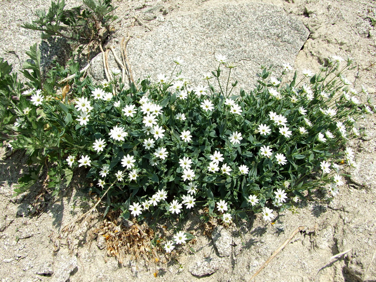 Image of Stellaria ruscifolia specimen.