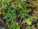 Potentilla multifida. Прикорневые листья. Якутия, Алданский р-н, г. Томмот, правый берег р. Алдан. 23.07.2016.