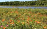 Lilium pensylvanicum