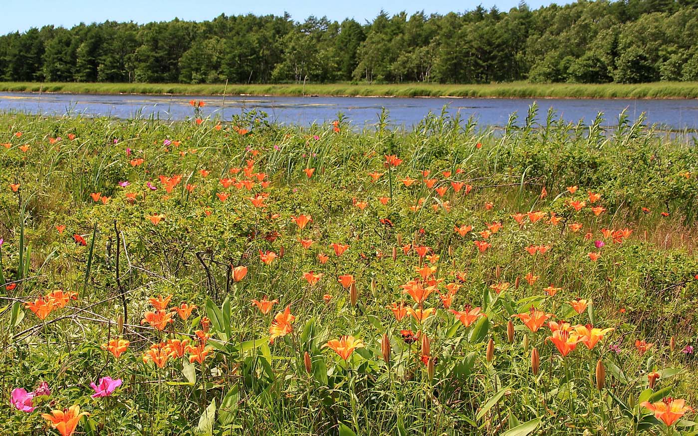 Изображение особи Lilium pensylvanicum.