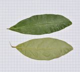 Combretum erythrophyllum. Листья; внизу - вид с абаксиальной стороны. Израиль, Шарон, пос. Кфар Монаш, ботанический сад \"Хават Ганой\". 15.08.2016.